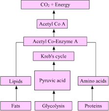 from oxidation of carbohydrates fats