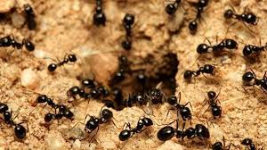 If you need to get rid of ants in your home then try these cheap and effective ways to eradicate them once and for all. How To Get Rid Of Ants At Home Mortein