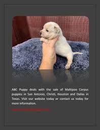 Teddy bear face & baby doll face maltipoo puppies for sale Maltipoo Puppies For Sale In San Antonio Tx By Abcpuppy Issuu