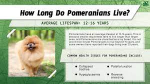 pomeranian lifespan how long do