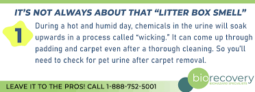 remove pet urine after carpet removal