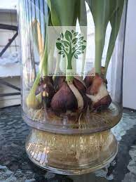 How to Grow Tulips in Water - Step by Step -【2023】The Garden Style