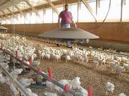 Questions And Answers About Antibiotics In Chicken Production