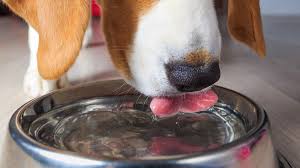 the 6 best dog mouthwashes and dental