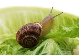 garden snail snail facts and information