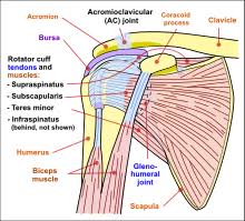 The transverse humeral ligament is not shown on this diagram/caption. Shoulder Wikipedia