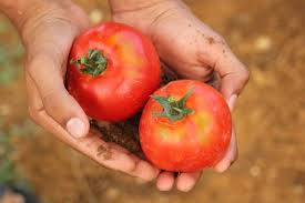 Гениален начин за отглеждане на сочни и вкусни домати. 5 Malki Tajni Za Otglezhdane Na Vkusni Domati Zdravni Sveti Framar Bg
