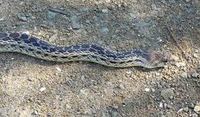 This snake is often mistaken for the prairie rattlesnake but can be easily distinguished from a rattlesnake gopher snake pituophis catenifer. Pacific Gopher Snake Joyce Corey Morro Bay National Estuary Program