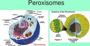 They have a single membrane that contains digestive enzymes for breaking down toxic materials in the cell. Peroxisomes Definition Structure Functions Enzymes More