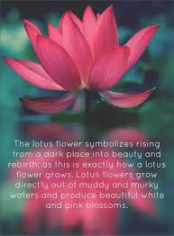 See the gallery for tag and special word lotus. Today S Reflection For You Standing With Appreciation Lovingly Embracing Both The Sunshine And The Lotus Flower Quote Flower Quotes Lotus Flower Meaning