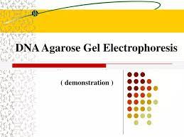 ppt dna agarose gel electropsis