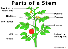parts of a stem with their structures