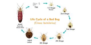 The Life Cycle Of Bed Bugs Allergy Air