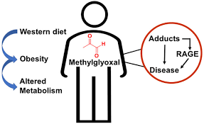 Diet And Obesity Induced Methylglyoxal