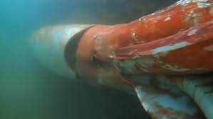 giant squid elusive creature of the