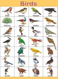 Pin By Raj On Pihu Birds Pictures With Names Birds Name