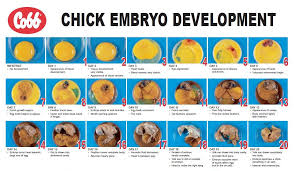 Embryo Development Chart Hatching Chickens Chicken Eggs