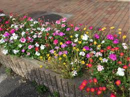 ポーチュラカと 日々草 咲っく南花台 com