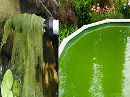 getting rid of algae and clearing water
