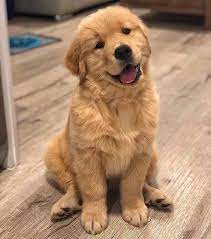 You've come to the right place. Adorable Puppies For Adoption Near Me Golden Retriever Puppies Ottawa Golden Retriever Puppies For Sale Ontario Golden Retriever Puppies For Sale Quebec Golden Retriever Puppies For Sale Near Me Golden Retriever