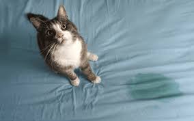 how to clean cat from mattress