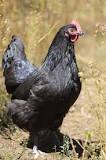 Black Star Chickens For Sale