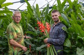 heliconia hybrids require huge patience