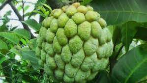 Some of these are known to prevent the growth of cancer cells. 5 Surprising Benefits Of Custard Apple Leaves Ndtv Food