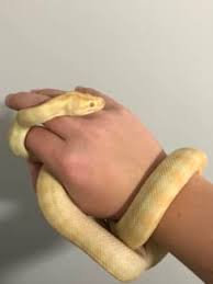 albino darwin reptiles hibians