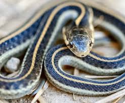garter snake nature s most adaptable