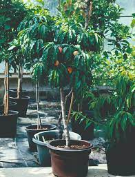 the best fruit trees for small gardens