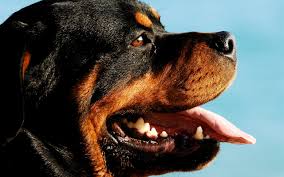 wallpaper rottweiler dog portrait