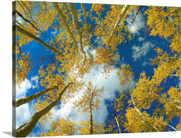 fall colored aspen trees colorado