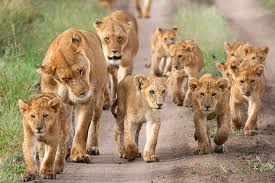 An animal that lives in huge herds. African Animals List Facts Conservation Status Pictures