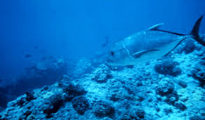 Giant Trevally Wikiwand