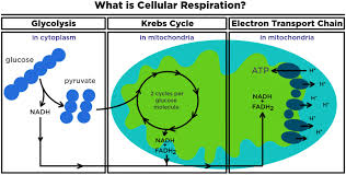 All cells undergo cellular respiration for the production of energy. What Is Cellular Respiration From Food To Atp