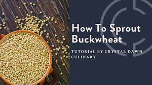 how to sprout buckwheat you