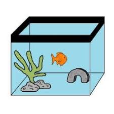 goldfish tank size guide the goldfish