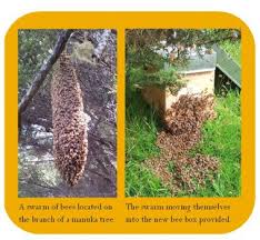 Bee And Honey Facts Natural Healing