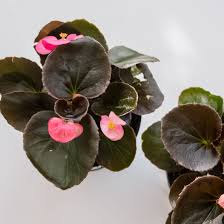Check spelling or type a new query. 8 Easy Care Flowering Houseplants
