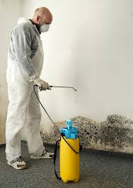 How To Clean Mold In A Basement The