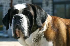 nose tumors in dogs signs causes