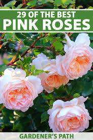 pink roses for your garden
