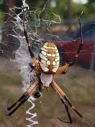 John jackman, texas a&m university. Huge Garden Spider Found In My Backyard Texas It S Body Is Over An Inch Long Natureisfuckinglit