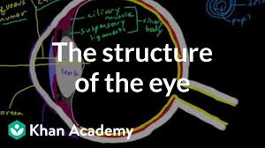 The Structure Of The Eye Video Khan Academy