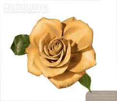 photo of yellow rose cut out stock