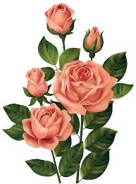 rose png hd images free rose clipart