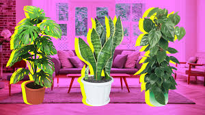 The Low Light Houseplants That Can Survive In Your Apartment Stylecaster