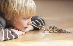 6 easy pet reptiles for kids