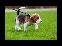 Beagle Weight Throughout Different Life Stages